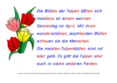 Tulpe-Abschreibtexte 3.pdf